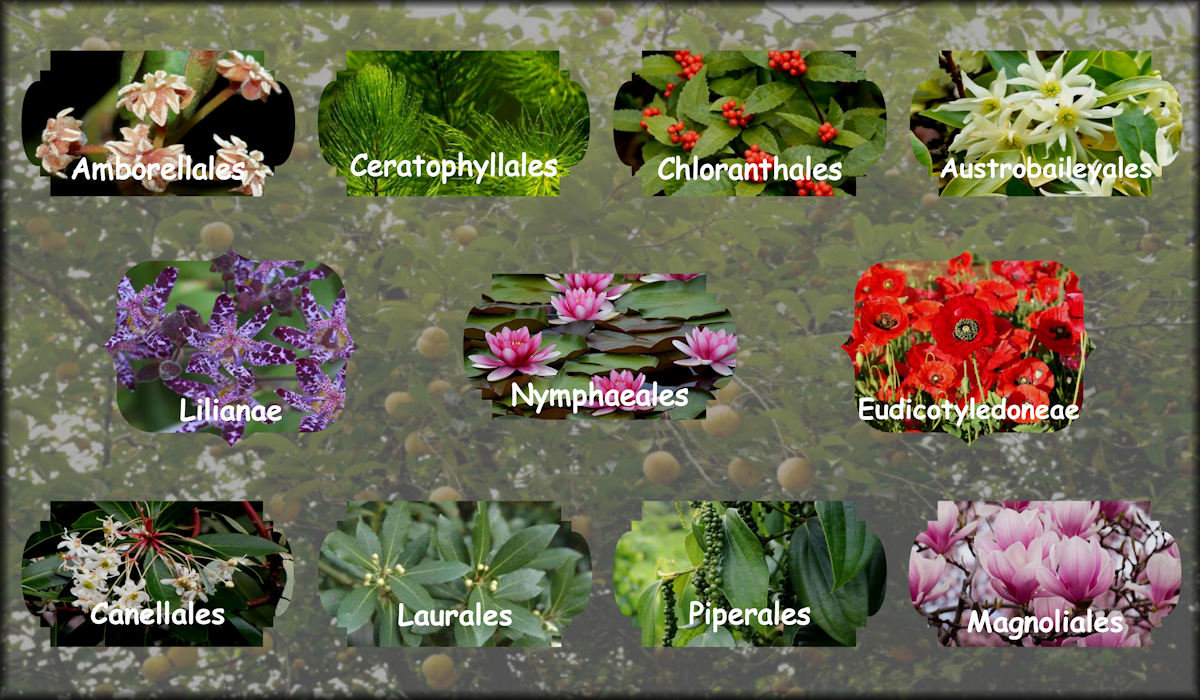 Flowering plants including Amborellales, Ceratophyllales, Chloranthales, Austrobaileyales, Lilianae, Nymphaeales, Eudicots, Canellales, Laurales, Piperales, and Magnoliales.